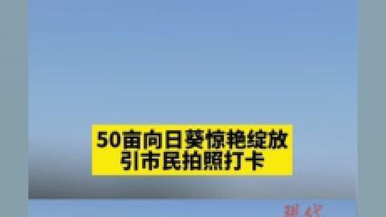 徐州邳州50亩向日葵惊艳绽放,吸引市民拍照打卡