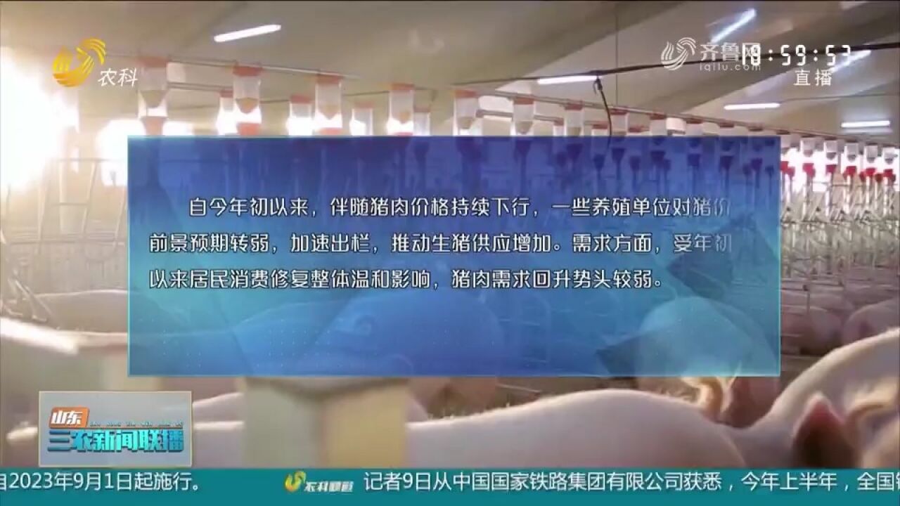 关注猪肉市场价格!猪价年内跌幅超20%,三季度末有望企稳回升