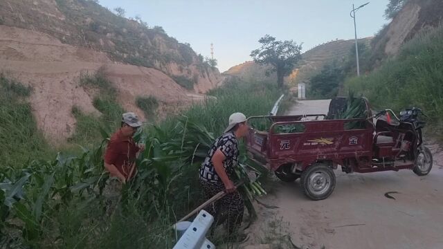 陕北大山人家,坝地锄玉米,遇事急忙回家