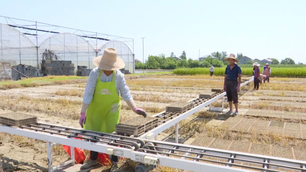 澧县城头山镇:集中育秧助力农业生产提质增效