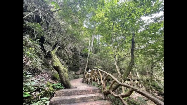 感悟古树精神 一起奔赴一场阳明文化之旅