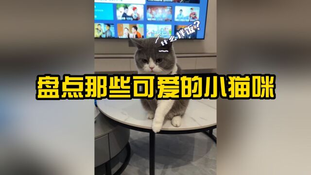 盘点那些可爱的小猫咪