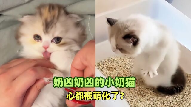 奶凶奶凶的小奶猫,心都被萌化了?