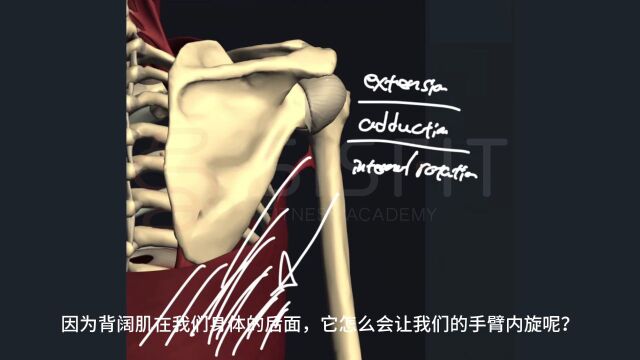 肌动学之背阔肌