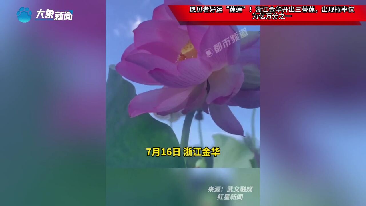 愿见者好运“莲莲”!浙江金华开出三蒂莲,出现概率仅为亿万分之一