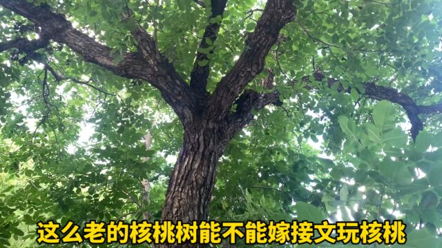 这么老的野生核桃树,不适合嫁接文玩核桃了