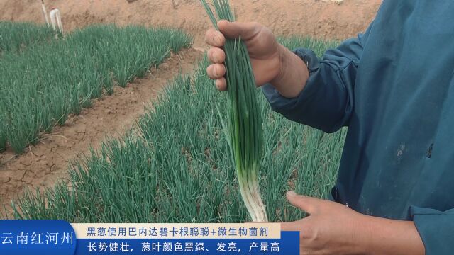 黑葱种植云南黑葱使用巴内达碧卡根聪聪+微生物菌剂,长势健壮,葱叶颜色黑绿、发亮,产量高