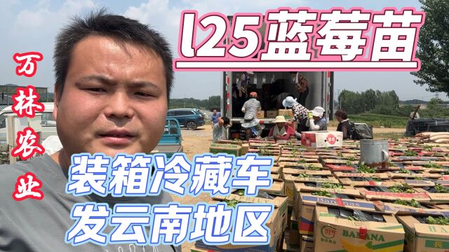 l25蓝莓苗品种、高度20公分、分之量充足根系饱满、冷藏车发云南