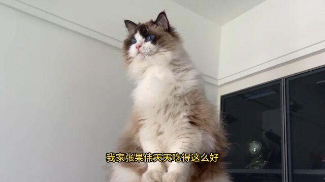 我要养德文卷毛猫,起个什么名字好呢德文卷毛猫顽皮鲜肉粮顽皮鲜选真鲜肉粮顽皮一下鲜活一夏布偶猫