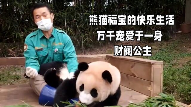 熊猫“福宝”:凭借自身的魅力,火爆网络