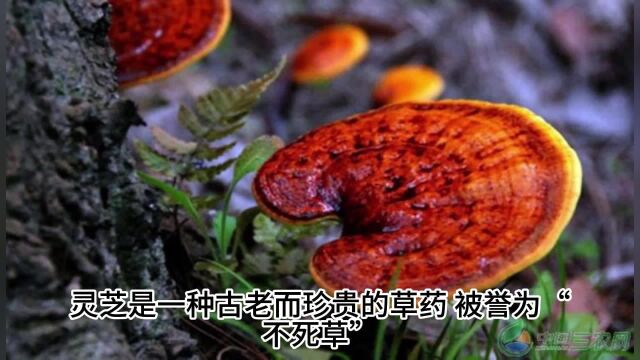 灵芝孢子主治与功效,灵芝孢子的主治功能都有哪些,都有哪些功效