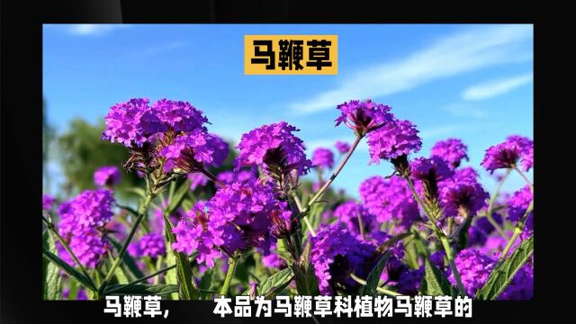 “马鞭草”日常生活小记