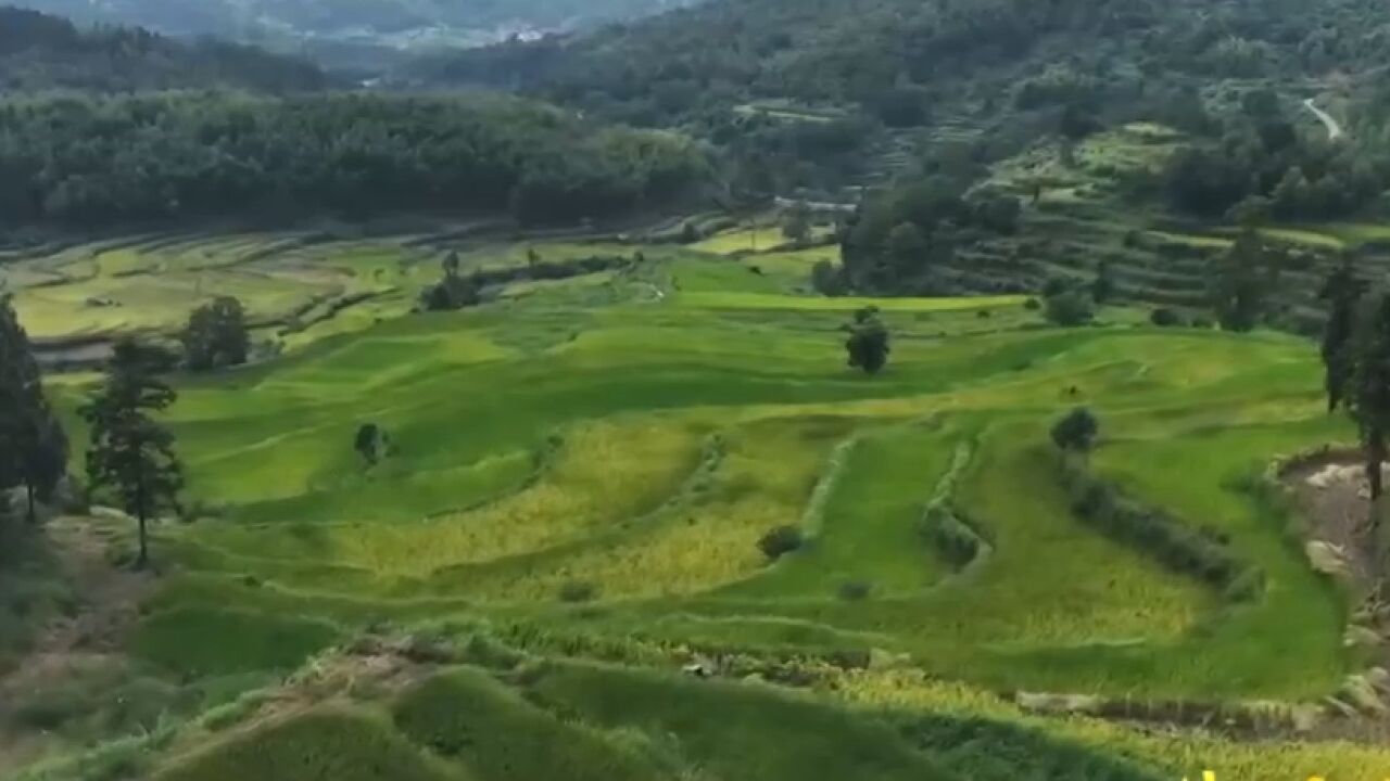 稻鱼共生系统,不仅提高了水稻的产量和品质,还提高了整体收益