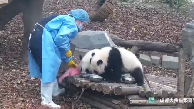 来看看大熊猫幼崽时期有多可爱吧