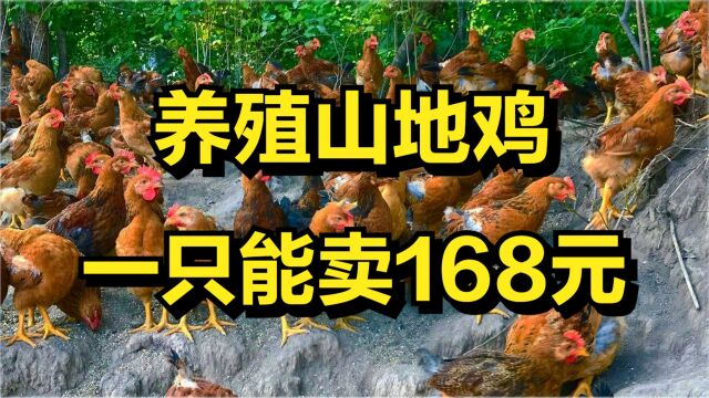 男子巧养山地鸡,一只能卖168元,年销售额高达1200万元!