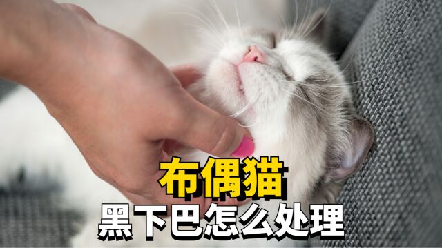 布偶猫黑下巴怎么处理?1分钟教你快速搞定!