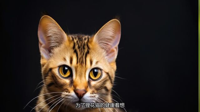 揭秘:狸花猫能否喝牛奶?猫咪饮食禁忌你不可不知