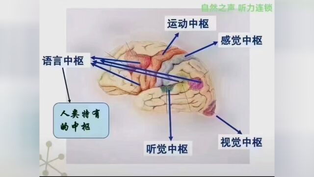 每日一个‮识知‬点——听觉中‮运枢‬行原理