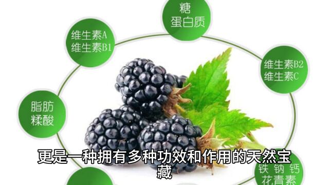 桑葚的功效与作用以及适用人群,你知道吗?