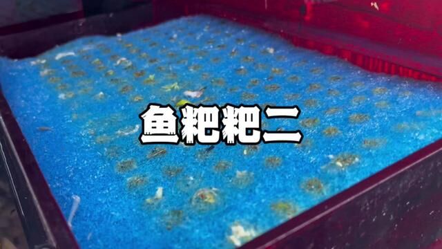 鱼缸物理过滤公开课2,微观对比不锈钢筛网VS过滤棉拦截物#鱼缸 #物理过滤 #鱼缸过滤