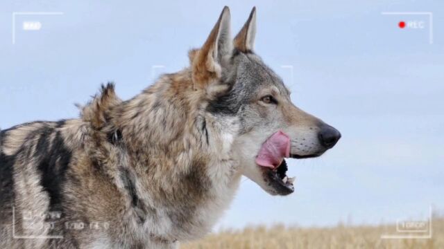 德牧的傻儿子捷克狼犬的前世今生问题解答上线,宠物恶势力请查收.多少小姐姐做梦都想养的狗宠物知识