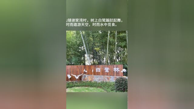 萍乡上栗县赤山镇:白鹭隐家园 共筑生态美