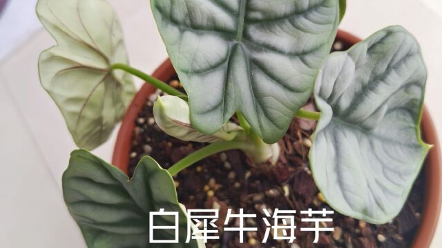 白犀牛海芋日常养护