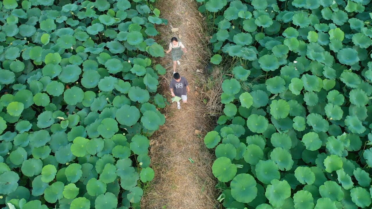 德州武城:听风赏荷正当时 荷塘美景如画