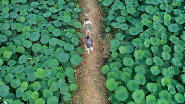 德州武城:听风赏荷正当时 荷塘美景如画