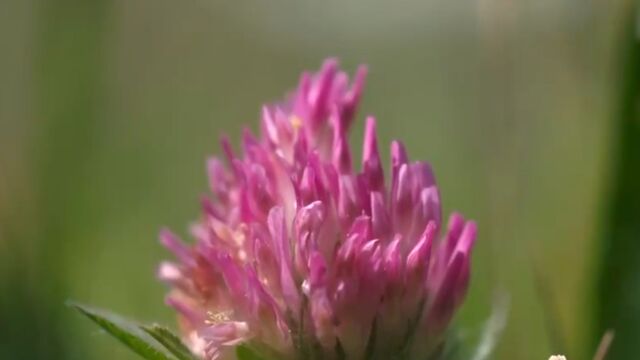 野苜蓿,学名草莓车轴草,它是四爪陆龟最爱的食物