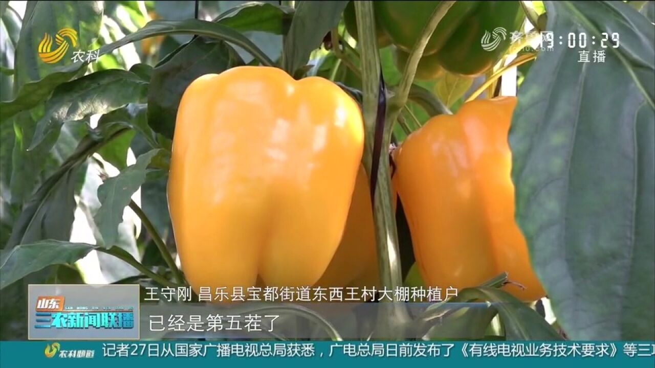 昌乐五彩椒迎丰收,产量高价格贵销售不成问题,种植户腰包鼓起来