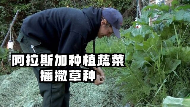 家在阿拉斯加:种植蔬菜标记小牛犊播撒草种的阿拉斯加生活