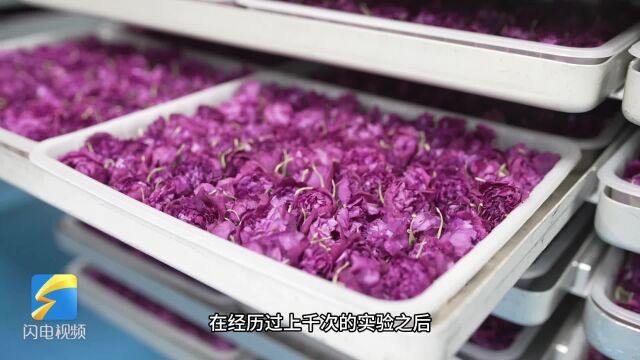 节目预告|三产融合 多元发展 让世界爱上“平阴玫瑰”