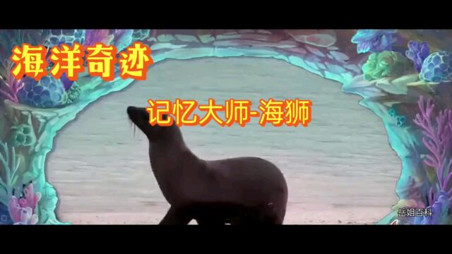 海洋奇迹,记忆大师,海狮