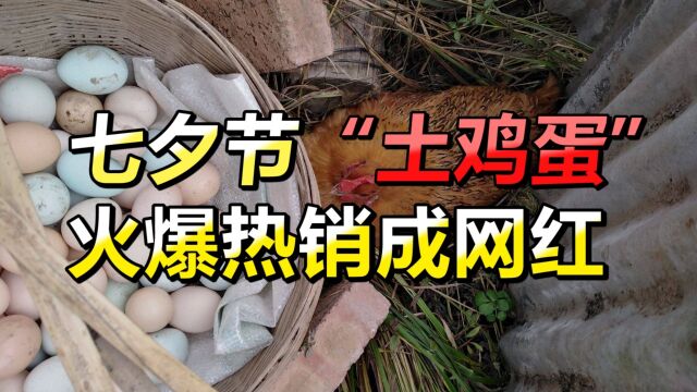 七夕节“土鸡蛋”火爆热销成网红,年轻情侣人手一盆什么情况?