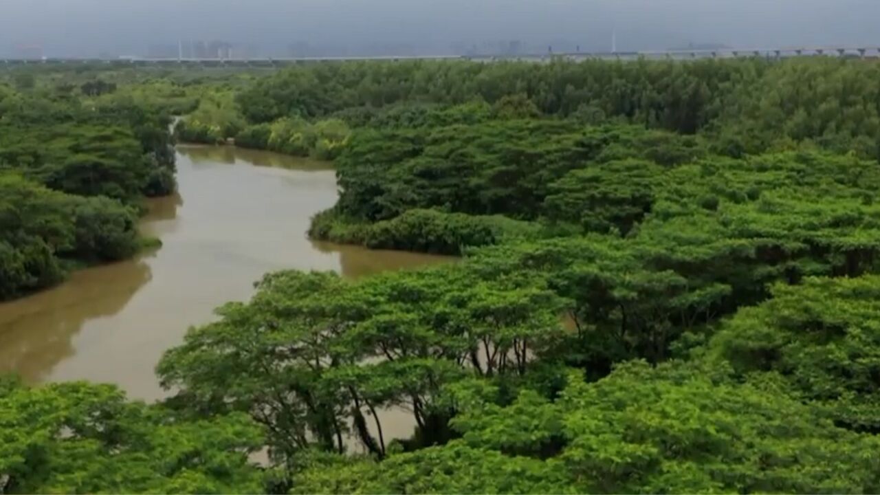 寻觅海滨秘境红树林