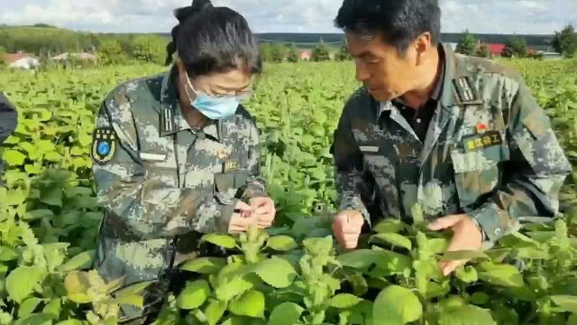 【产业富企】通北:片片紫苏铺就群众致富路