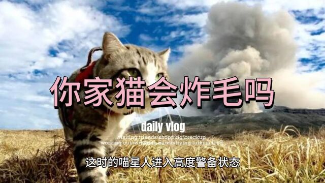 猫咪为什么会炸毛?