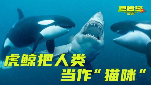 《巨齿鲨2：深渊》虎鲸把人类当“猫咪”，海上霸主又猛又萌