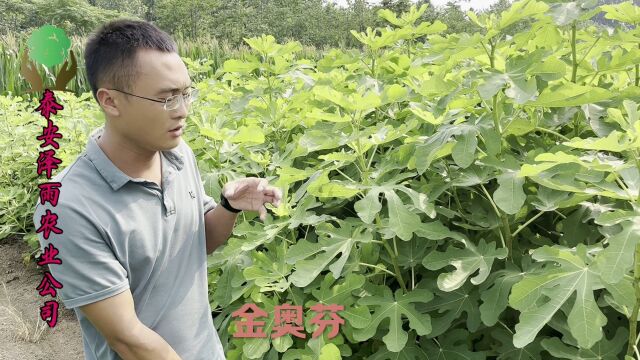 品种纯正,2公分金傲芬无花果树苗新疆直发