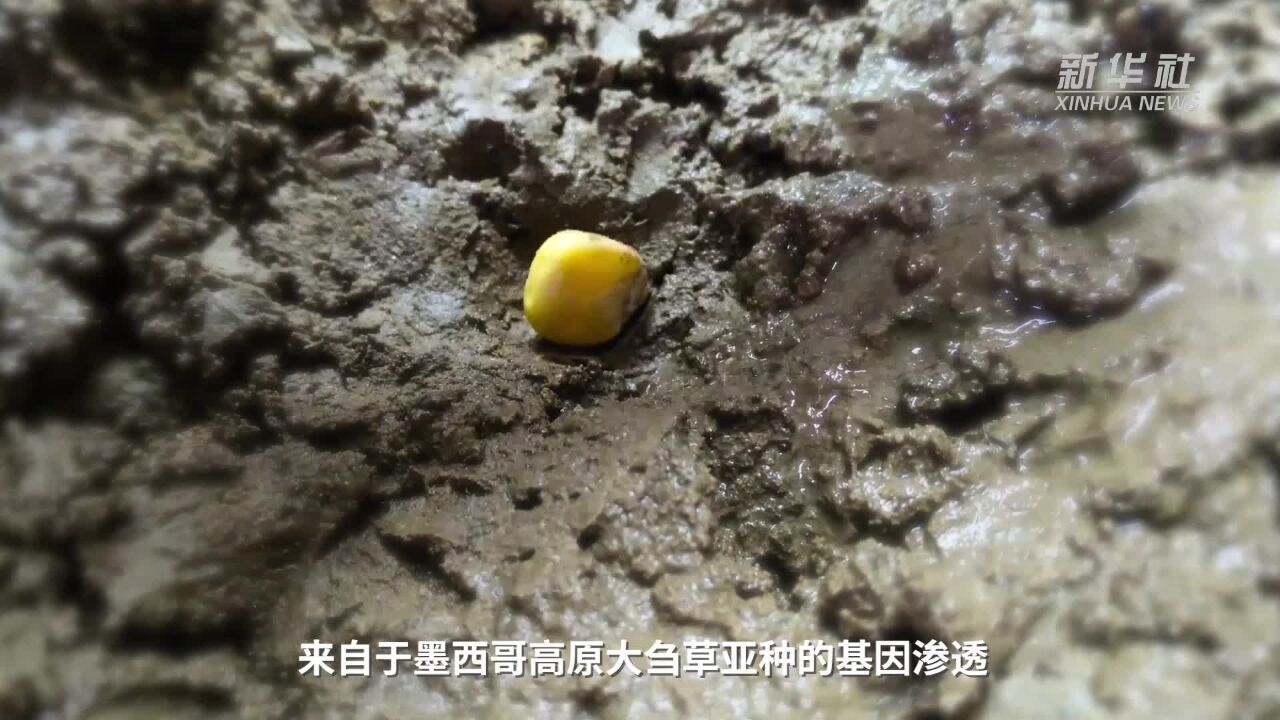 最新研究发现现代玉米有两个“祖先”