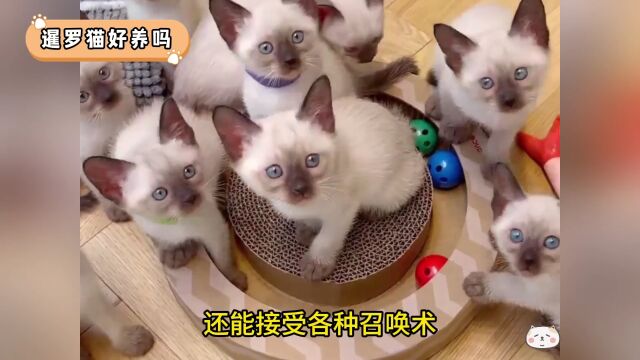 暹罗猫适合新手养吗?新手养猫必看