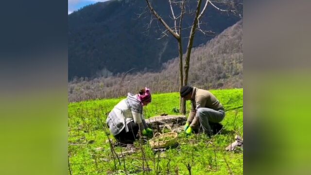 美丽的田园生活10山野菜,纯绿色,好吃!