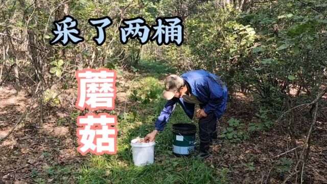 东北农村大爷上山采蘑菇,山坡上草榛蘑不好找,两个桶都没采满