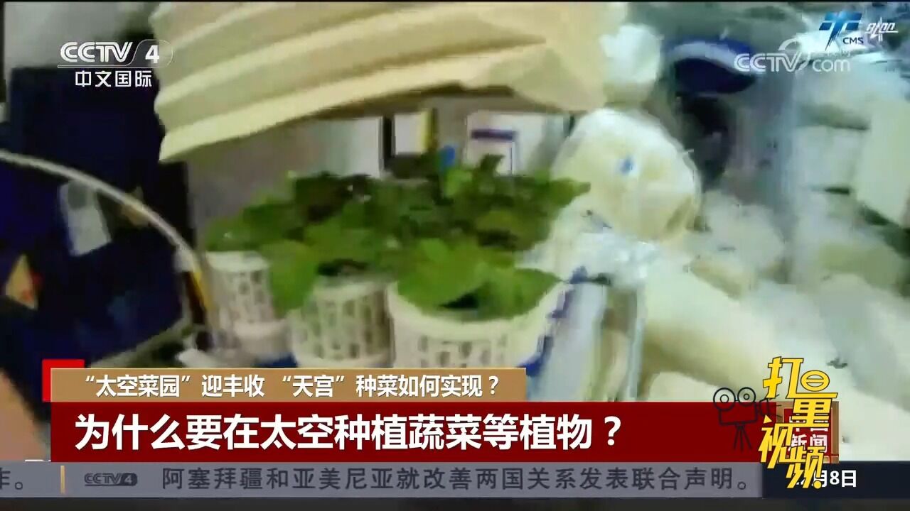 “太空菜园”迎丰收!为什么要在太空种植蔬菜等植物?