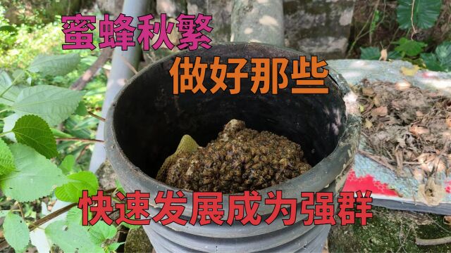 蜜蜂进入秋繁,要做好那些,才能快速发展成为强群!