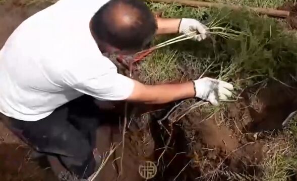 他要在旱地山坡上种黄芪,不浇水也不除草,让当地村民十分不解