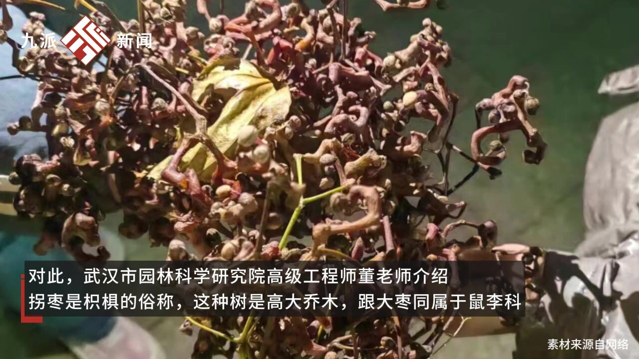 路上捡到得拐枣能吃吗,专家回应:请勿采摘,地上捡的也别吃,