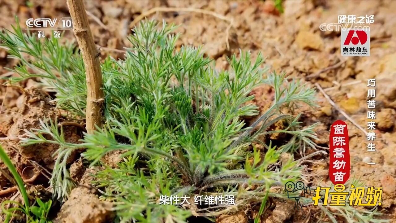 “三月茵陈四月蒿”多指食用的角度,嫩苗时期的茵陈蒿口感比较好