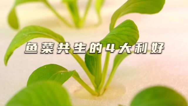 鱼菜共生系统,都有哪些好处呢?该怎么去玩转鱼菜共生,接下来@鱼菜共生连锁工厂 带你们看一下是怎么做的,预知此事如何,请听这次讲解.